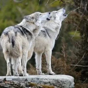 Volk - nie odwracaj się od wilka pieśń o porzuconym psie